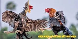 New88 Cockfighting Betting – Knife Spurs, Iron Spurs & 24 Billion Super Matches